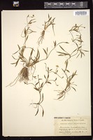 Thumbnail for <i>Ranunculus </i> <i></i>