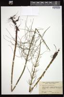 Thumbnail for <i>Equisetum fluviatile</i> <i></i> …
