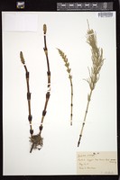 Thumbnail for <i>Equisetum arvense</i> <i></i> …