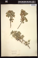 Thumbnail for <i>Ribes aureum</i> <i></i> …