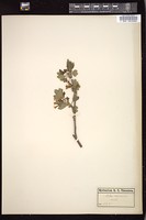 Thumbnail for <i>Ribes aureum</i> <i></i> …