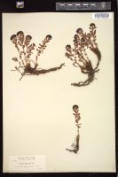 Thumbnail for <i>Rhodiola rosea</i> <i></i> …