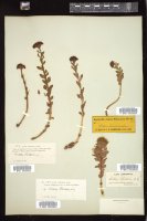 Thumbnail for <i>Rhodiola rosea</i> <i></i> …