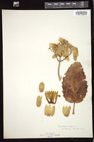 Thumbnail for <i>Bryophyllum calycinum</i> <i></i> …