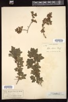 Thumbnail for <i>Ribes oxyacanthoides</i> <i></i> …