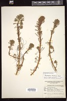 Thumbnail for <i>Myriophyllum aquaticum</i> <i></i> …
