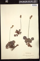 Thumbnail for <i>Heuchera cylindrica</i> <i></i> …