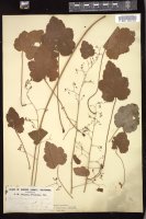 Thumbnail for <i>Heuchera micrantha</i> <i></i> …