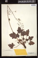 Thumbnail for <i>Heuchera micrantha</i> <i></i> …