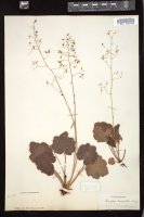 Thumbnail for <i>Heuchera micrantha</i> <i></i> …