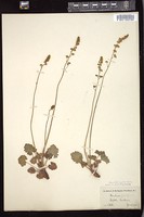 Thumbnail for <i>Heuchera parvifolia</i> <i></i> …
