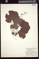 Thumbnail for <i>Heuchera parvifolia</i> <i></i> …