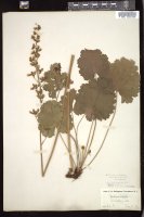 Thumbnail for <i>Heuchera richardsonii</i> <i></i> …