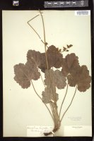 Thumbnail for <i>Heuchera richardsonii</i> <i></i> …