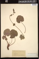 Thumbnail for <i>Heuchera rubescens</i> <i></i> …