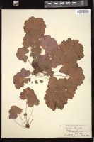 Thumbnail for <i>Heuchera rugelii</i> <i></i> …