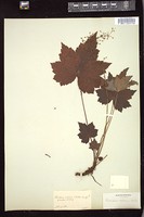 Thumbnail for <i>Heuchera villosa</i> <i></i> …