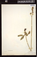 Thumbnail for <i>Micranthes integrifolia</i> <i></i> …