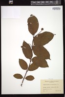 Thumbnail for <i>Cephalanthus occidentalis</i> <i></i> …