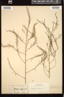 Thumbnail for <i>Asparagus officinalis</i> <i></i> …