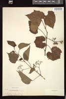 Thumbnail for <i>Ampelopsis cordata</i> <i></i> …