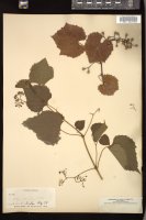 Thumbnail for <i>Ampelopsis cordata</i> <i></i> …