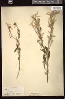 Thumbnail for <i>Croton argyranthemus</i> <i></i> …