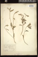 Thumbnail for <i>Croton californicus</i> <i></i> …