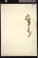 Thumbnail for <i>Euphorbia glabella</i> <i></i> …