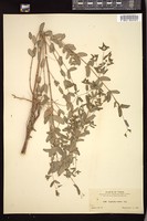 Thumbnail for <i>Euphorbia nutans</i> <i></i> …
