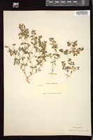 Thumbnail for <i>Euphorbia serpyllifolia</i> <i></i> …
