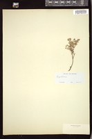 Thumbnail for <i>Euphorbia </i> <i></i>