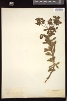 Thumbnail for <i>Euphorbia </i> <i></i>