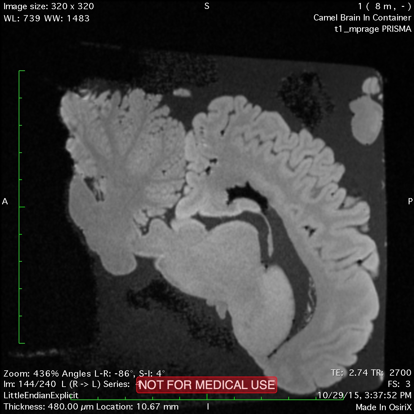 Thumbnail for Bactrian camel neuroimaging: …