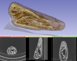 Thumbnail for Ibis mummy CT …