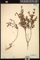 Thumbnail for <i>Hypericum cistifolium</i> <i></i> …