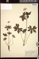 Thumbnail for <i>Geranium maculatum</i> <i></i> …