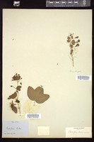 Thumbnail for <i>Passiflora lutea</i> <i></i> …