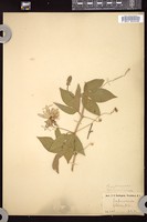 Thumbnail for <i>Passiflora incarnata</i> <i></i> …