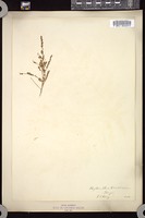 Thumbnail for <i>Phyllanthus carolinianus</i> <i></i> …