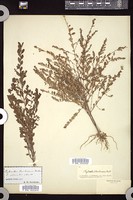 Thumbnail for <i>Phyllanthus carolinensis</i> <i></i> …
