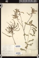 Thumbnail for <i>Phyllanthus abnormis</i> <i></i> …