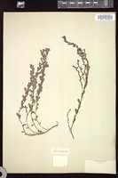 Thumbnail for <i>Phyllanthus </i> <i></i>