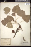 Thumbnail for <i>Populus angulata</i> <i></i> …