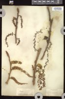 Thumbnail for <i>Populus angulata</i> <i></i> …