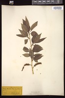 Thumbnail for <i>Populus angustifolia</i> <i></i> …
