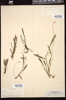 Thumbnail for <i>Viola lanceolata</i> <i></i> …