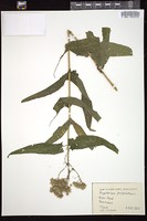 Thumbnail for <i>Eupatorium perfoliatum</i> <i></i> …