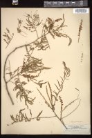 Thumbnail for <i>Acacia catechu</i> <i></i> …