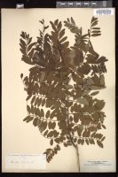 Thumbnail for <i>Amorpha fruticosa</i> <i></i> …